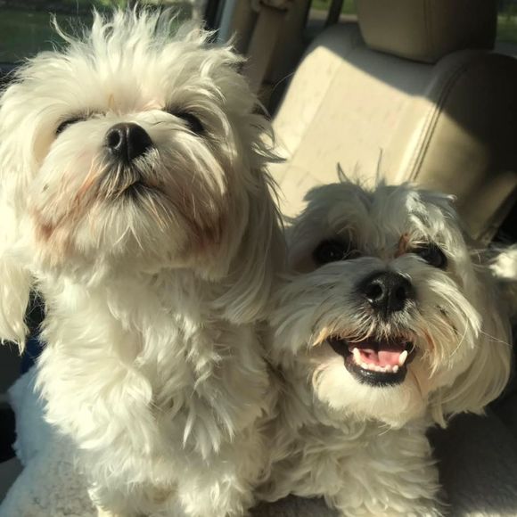 Meet your Posher, Kally - Picture 1 of 1